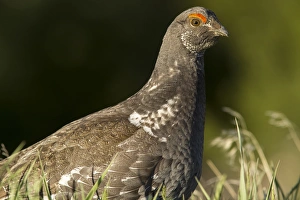 Game Bird Prints: Male blue grouse at the National Bison Range near Moiese, Montana, USA