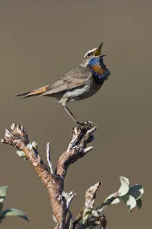 Sub Arctic Prints: Male Bluethroat Singing