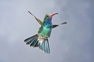 Humming Bird Prints: Male Broad Bill Hummingbird, Cyanthus latirostris, Southern Arizona