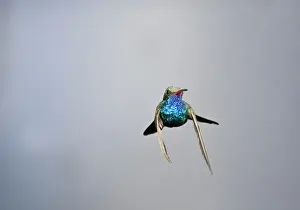Male Broad Bill Hummingbird Cyanthus latirostris Southern Arizona