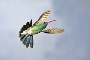 Male Broad Bill Hummingbird Cyanthus latirostris Southern Arizona