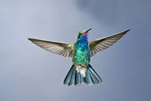 Images Dated 3rd May 2008: Male Broad Bill Hummingbird Cyanthus latirostris Southern Arizona