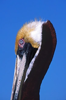Images Dated 10th March 2006: Male Brown Pelican (Pelecanus occidentalis) in breeding plumage. USA, Florida, Sanibel
