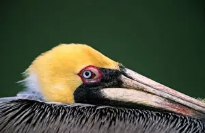 Male Brown Pelican (Pelecanus occidentalis) in breeding plumage. USA, Florida, Sanibel