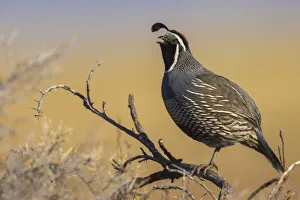 Images Dated 21st October 2021: Male California quail calling