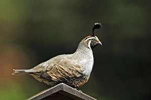 Biology Prints: A male california quail perched on a bird house