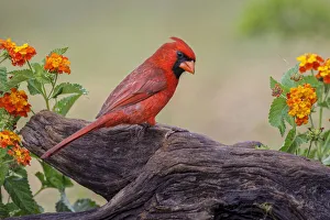 Male cardinal and flowers, Rio Grande Valley, Texas
