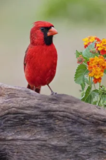 Male cardinal and flowers, Rio Grande Valley, Texas