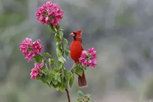 Images Dated 3rd August 2020: Male cardinal, Rio Grande Valley, Texas