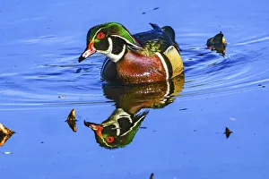 Male Carolina duck, Juanita Bay Park, Kirkland, Washington State