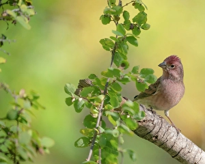 Crimson Prints: Male Cassin's finch, fall, Capulin Springs trail, Cibola National Forest, New Mexico