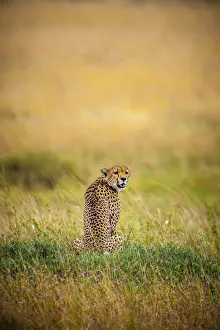Cheetah Prints: A male cheetah looks back
