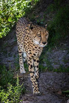 Staring Prints: A male cheetah walking down a path