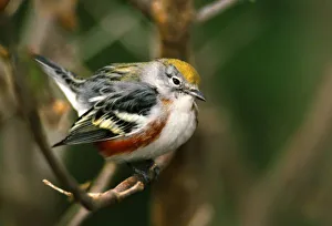 Male Chestnut-sided