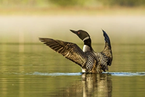 Whitefish Prints: Male common loon drying his wings on Beaver Lake near Whitefish, Montana, USA