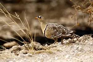 Grouse Prints: Male Double Banded Sandgrouse (Pterocles bicinctus). Etosha NP, Namibia