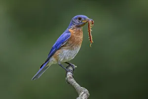 Male Eastern bluebird with centipede, Kentucky