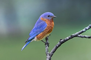 Kentucky Prints: Male Eastern bluebird, Kentucky