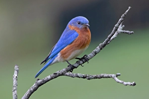 Kentucky Prints: Male Eastern bluebird, Kentucky