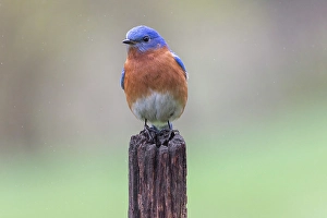 Kentucky Prints: Male Eastern bluebird, Kentucky