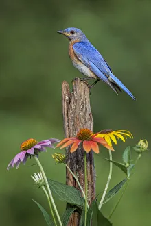 Fencepost Prints: Male Eastern bluebird on old fence post with cone flowers