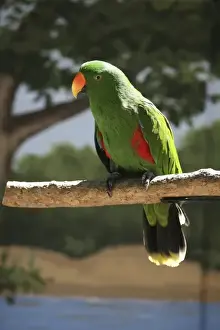 Sacramento Prints: Male Ecletius Parrot (Eclectus roratus) at the Sacramento Zoo, Sacramento, CA, USA
