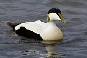 Images Dated 14th June 2007: Male Eider duck swims in a city pond in Reykjavik, Iceland
