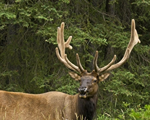 Images Dated 23rd July 2015: Male Elk, Bow Valley Parkway, Banff National Park, Alberta, Canada