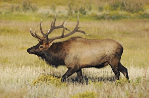 Antlers Prints: Male Elk Bugling: Moraine Park, Rocky Mountain National Park, Colorado, USA