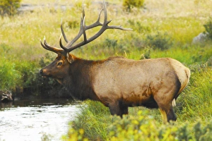 Antlers Prints: Male Elk at Creek: Moraine Park, Rocky Mountain National Park, Colorado, USA