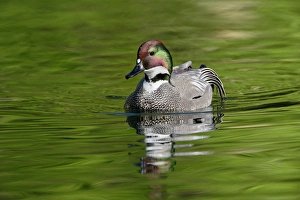 Images Dated 22nd April 2009: Male Falcated Duck or Falcated Teal, Anas falcata