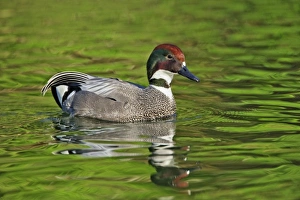 Images Dated 22nd April 2009: Male Falcated Duck or Falcated Teal, Anas falcata