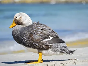 Malvinas Prints: Male Falkland flightless Steamer duck (Tachyeres brachypterus) endemic to the Falkland Islands