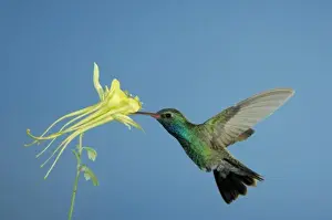 Male feeding on longspur columbine (Aquilegia longissima), Madera Canyon, Arizona, USA