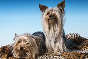 Male and female adult Teacup Yorkshire Terrier dogs. (PR)