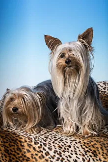 Copy Space Prints: Male and female adult Teacup Yorkshire Terrier dogs. (PR)