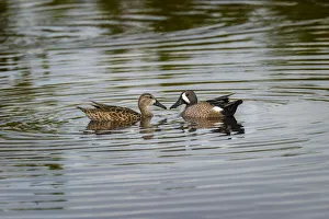 Male and female Blue-winged teal, Merritt Island National Wildlife Refuge, Florida