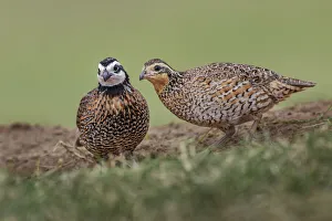 Male and female Bobwhite, Rio Grande Valley, Texas