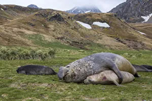 Antarctica Prints: Male and female Elephant seals. Grytviken. South Georgia Islands