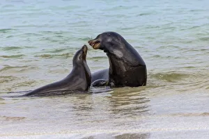 South America Prints: Male and female Galapagos sea lions, San Cristobal Island, Galapagos Islands, Ecuador