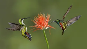 South America Prints: Male and female Green breasted Mango hummingbirds flying, Costa Rica
