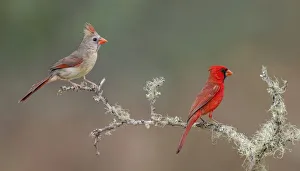 Rio Grande Valley Prints: Male and female Northern Cardinals. Rio Grande Valley, Texas