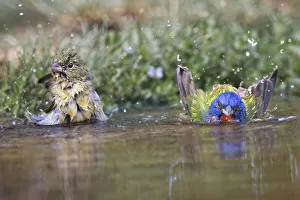 Bathing Prints: Male and female Painted buntings bathing in small pond in the desert