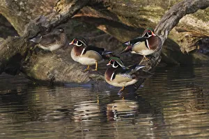 Drake Prints: Male and female wood ducks, resting on fallen tree, Kentucky