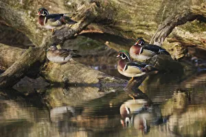 Male and female wood ducks, resting on fallen tree, Kentucky