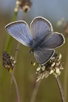 North West Prints: A male Fenders Blue Butterfly (Icaricia icarioides fenderi), Baskett Butte