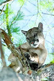 Lion Prints: A male Florida panther is treed by specialized dogs near the Seminole Indian Reservation