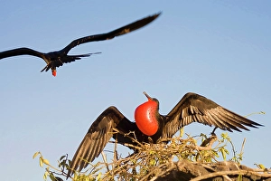 Nesting Prints: Male frigate bird staying back to guard the nest while showing his colors