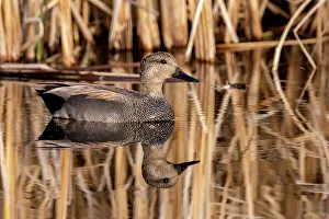 Ninepipe National Wildlife Refu Prints: Male Gadwall at Ninepipe National Wildlife Refuge in the Mission Valley, Montana, USA