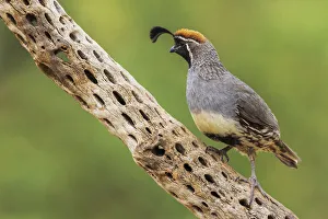 Images Dated 12th October 2021: Male Gambels quail